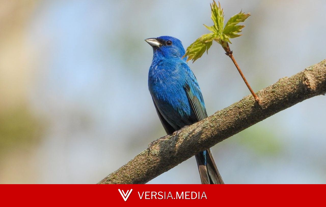 Comment les jeunes oiseaux migrateurs savent-ils où aller ?